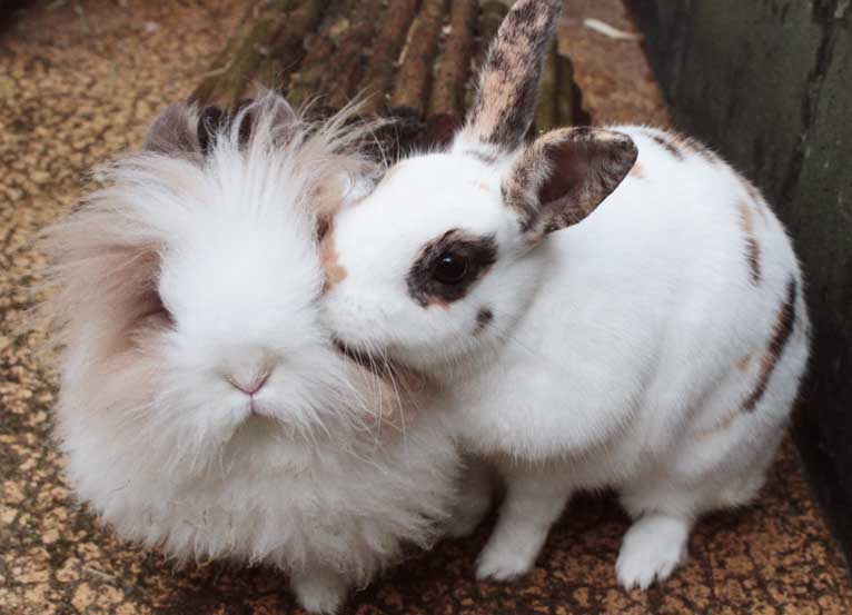 Rabbit rehoming requirements