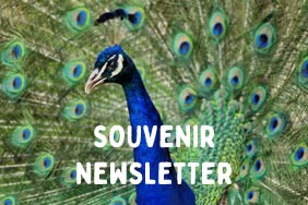 Digital Souvenir Newsletter