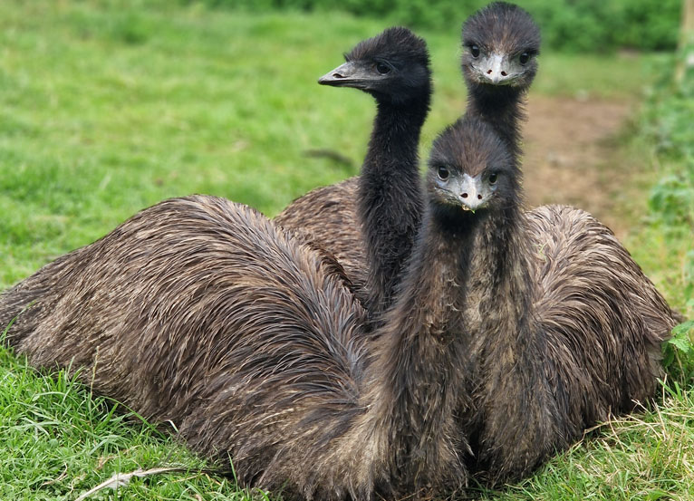 Sponsor our Emus!