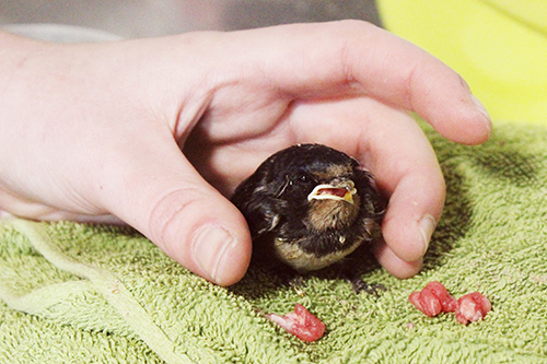 Baby swallow being hand fed