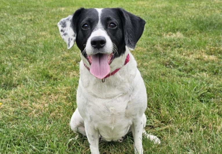 Aggie, a 5 years old female Jack Russell Terrier x Cavalier King Charles Spaniel available for adoption from PACT Sanctuary in Norfolk