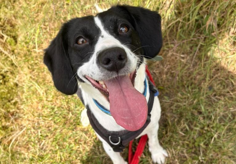 Ember, a 6 years old female Spaniel available for adoption from PACT Sanctuary in Norfolk