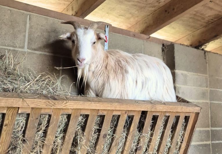 PACT Sponsor an animal,rescue goat, adopt animals