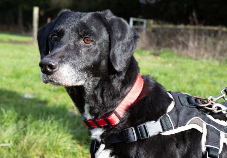 Holly, a 11 years old female Labrador available for adoption from PACT Sanctuary in Norfolk