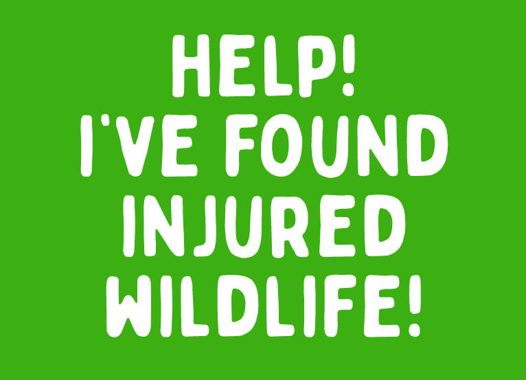 Help! I've found injured wildlife