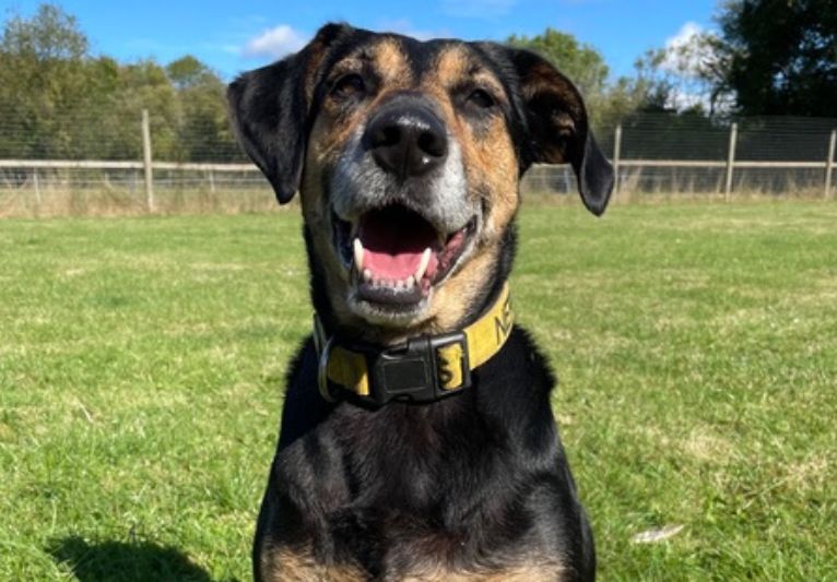 Demi, a 7 years old male Crossbreed available for adoption from PACT Sanctuary in Norfolk