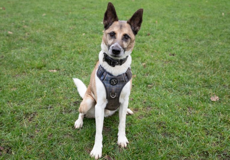 Tim, a 10 years old male Crossbreed available for adoption from PACT Sanctuary in Norfolk