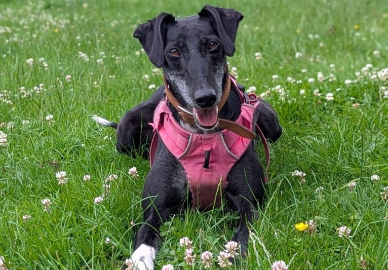 Willow, a 6 years old female Lurcher available for adoption from PACT Sanctuary in Norfolk