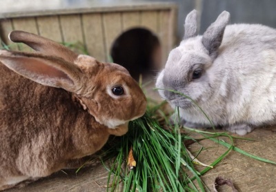PACT - Rabbits For Rehoming PACT Animal Sanctuary