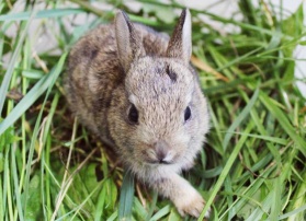 Hares and Rabbits