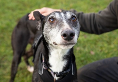 Redwood, a 8 years old male Lurcher available for adoption from PACT Sanctuary in Norfolk