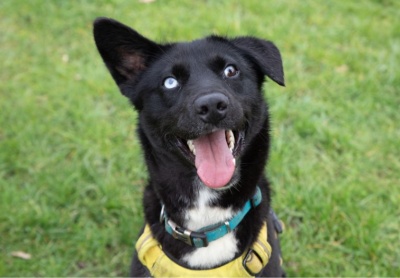 Skippy, a 11 months old male Siberian Husky x Labrador available for adoption from PACT Sanctuary in Hingham, Norfolk