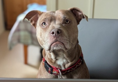 Storm, a 4 years old female Staffordshire Bull Terrier available for adoption from PACT Sanctuary in Norfolk