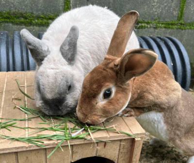 PACT - Rabbits For Rehoming PACT Animal Sanctuary