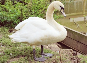 Swans