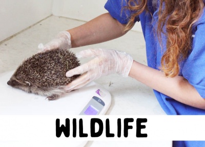 The Wildlife Hospital